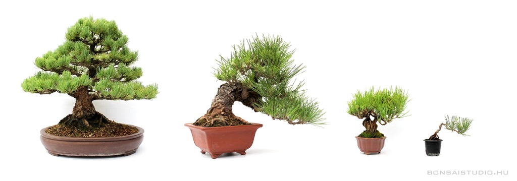 pinus fenyo bonsai fak vasarlasa a marczika bonsai shop webaruhaz studio kinalatabol bonsai kerteszetebol